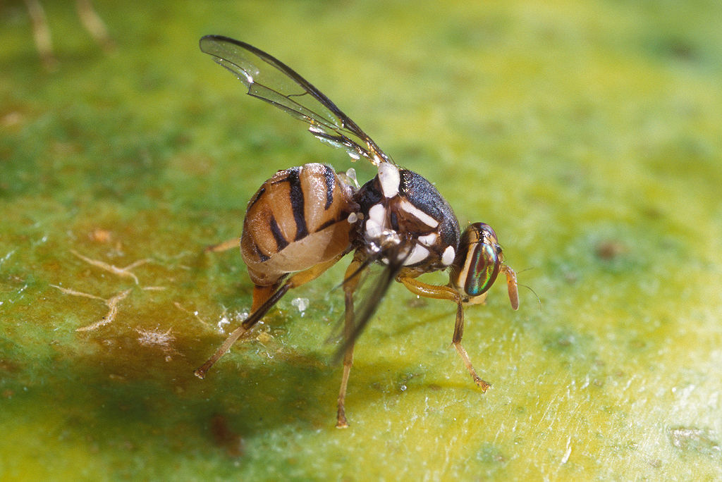 oriental fruit fly