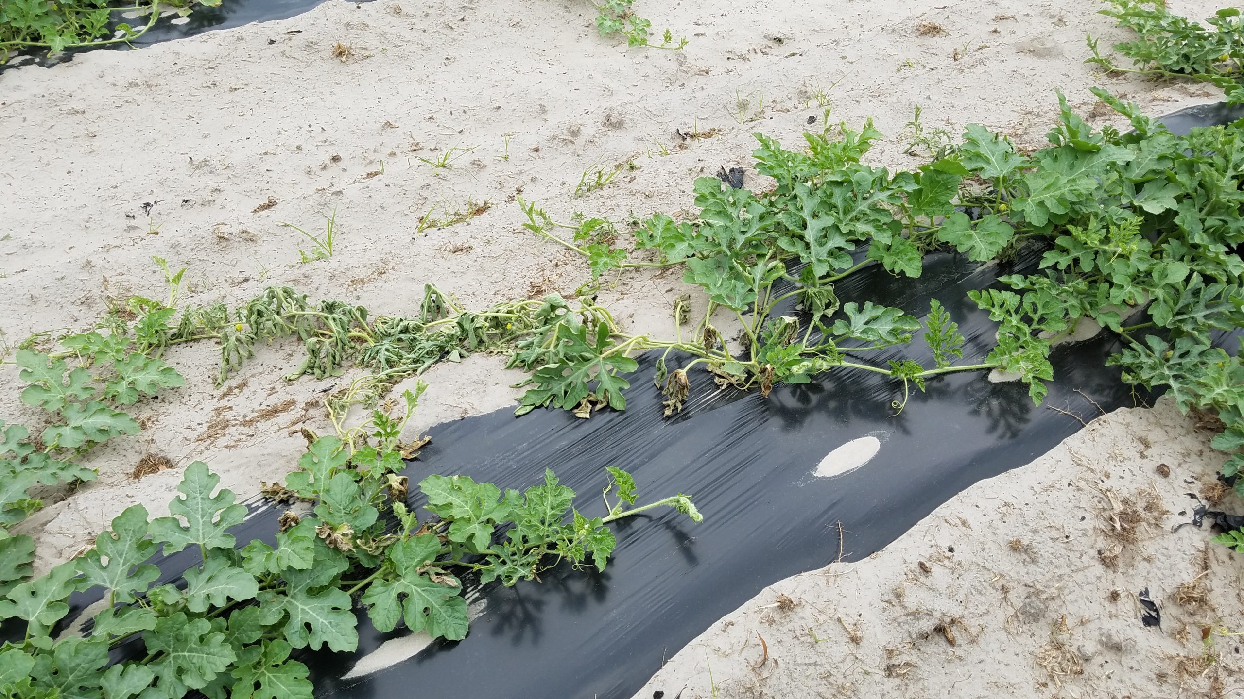 Melon Producers Beware: El Ni&ntilde;o, Early Plantings Could Lead to