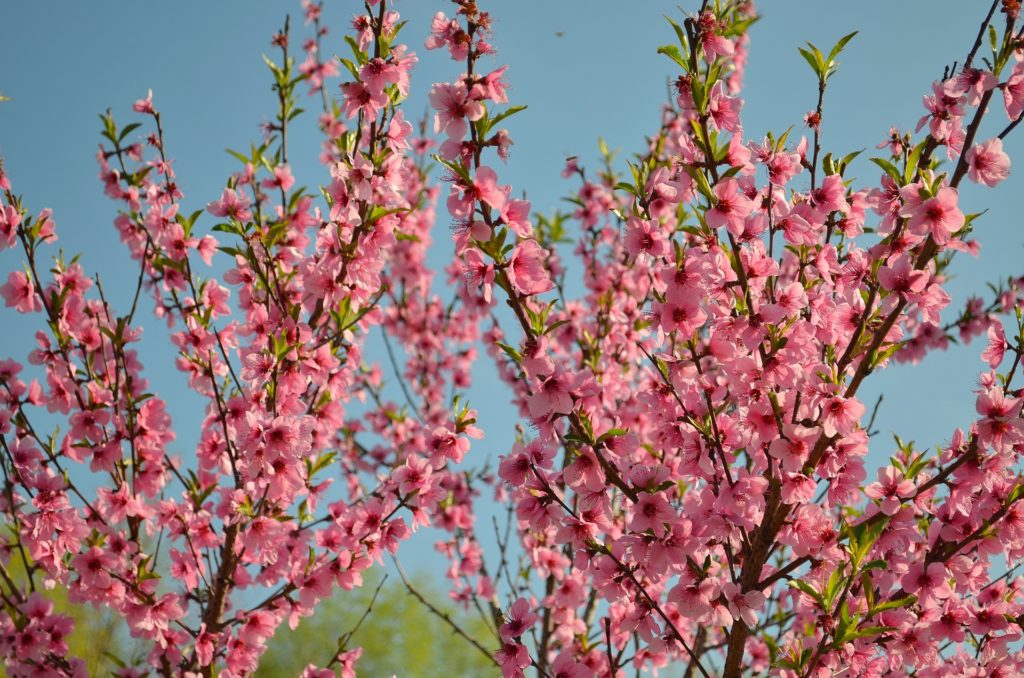 Peach Trees