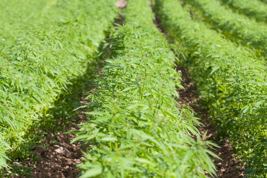 South Carolina Farmers Ready To Plant Hemp Crop Specialty Crop Grower South Carolina Farmers Ready To Plant Hemp Crop Specialty Crop Grower