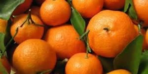 citrus association