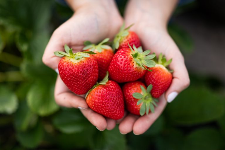 Organic Strawberry Production