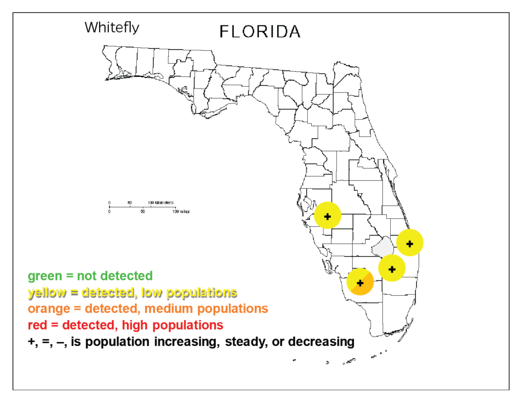 Whitefly Pressure