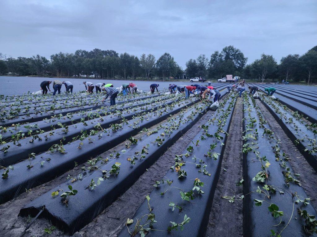 Florida strawberry planting