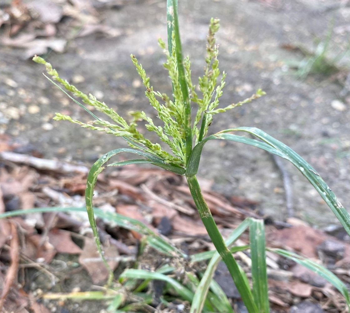 Nutsedge Management in Vegetable Plasticulture Production Specialty