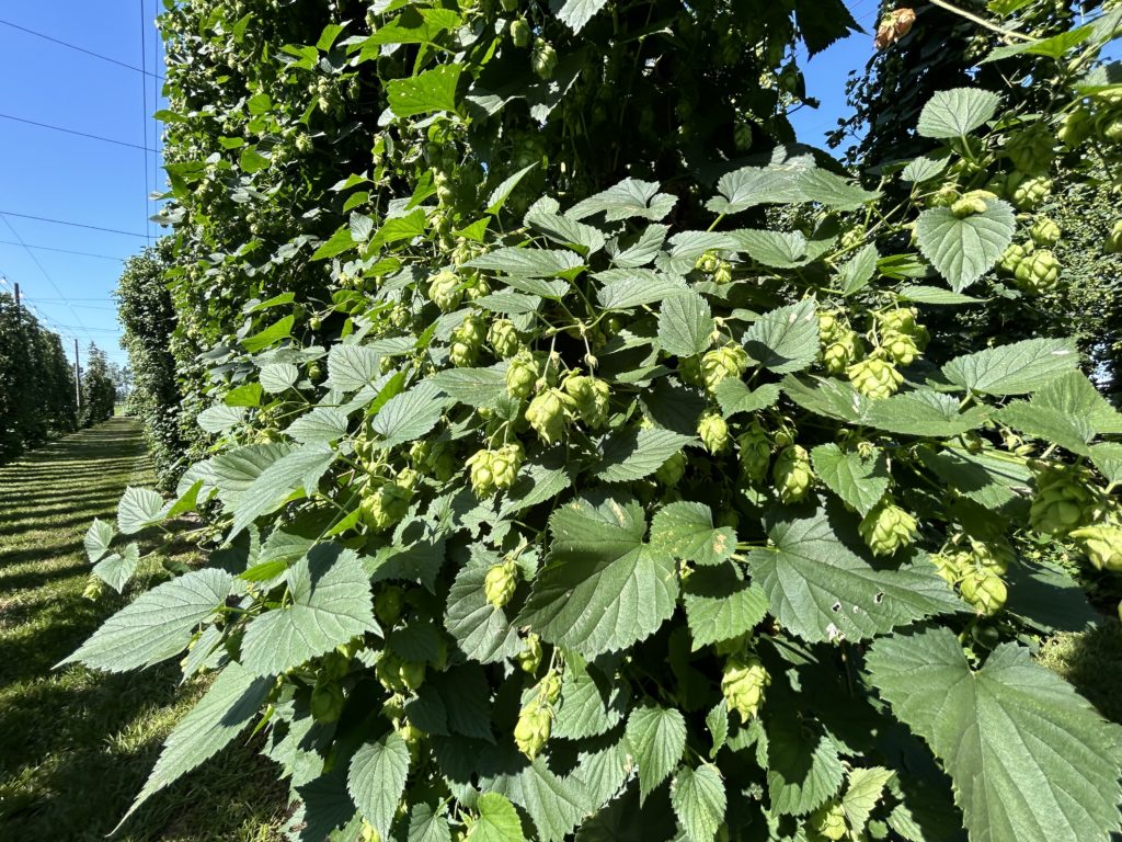 hops yard