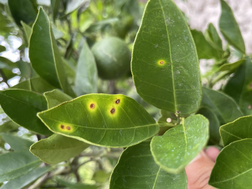 citrus canker