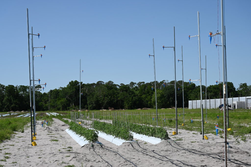 Tomato Field Day