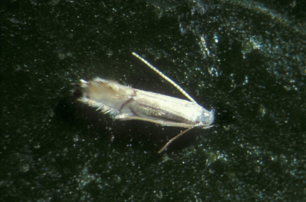 insect pests