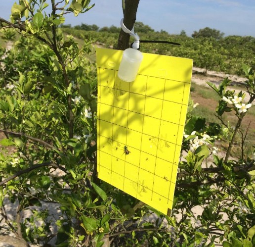 citrus greening