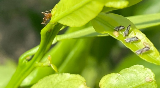 Psyllids