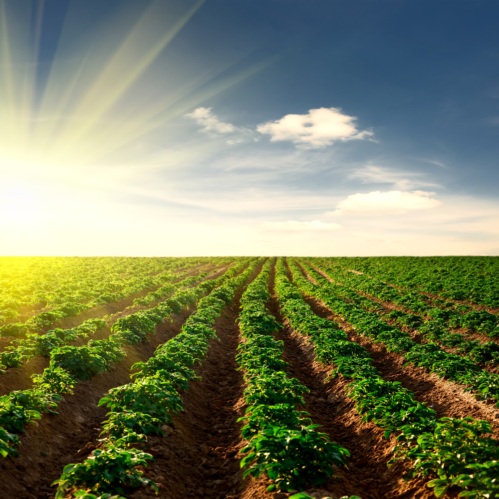 Southeast Alabama Specialty Crops