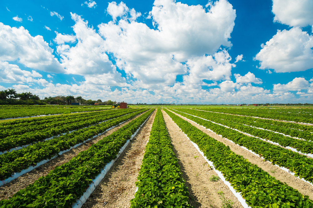 South Carolina Strawberries