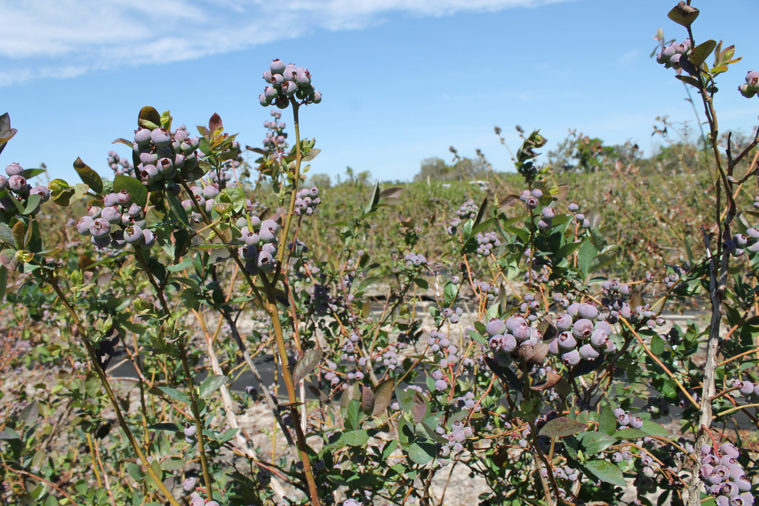 Not Ripe Blueberry Field Blueberry Field Day Aims to Increase Grower Competitiveness - Specialty ...