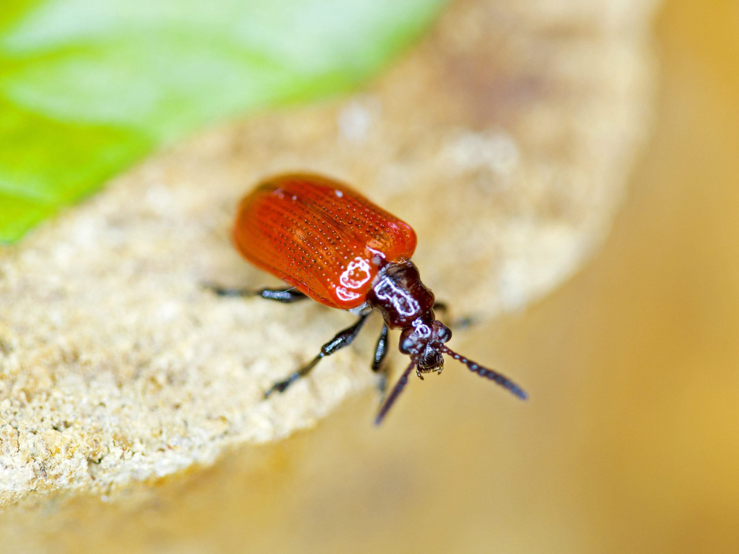 Latest Data from UF Citizen Scientists Show Air Potato Beetles ...