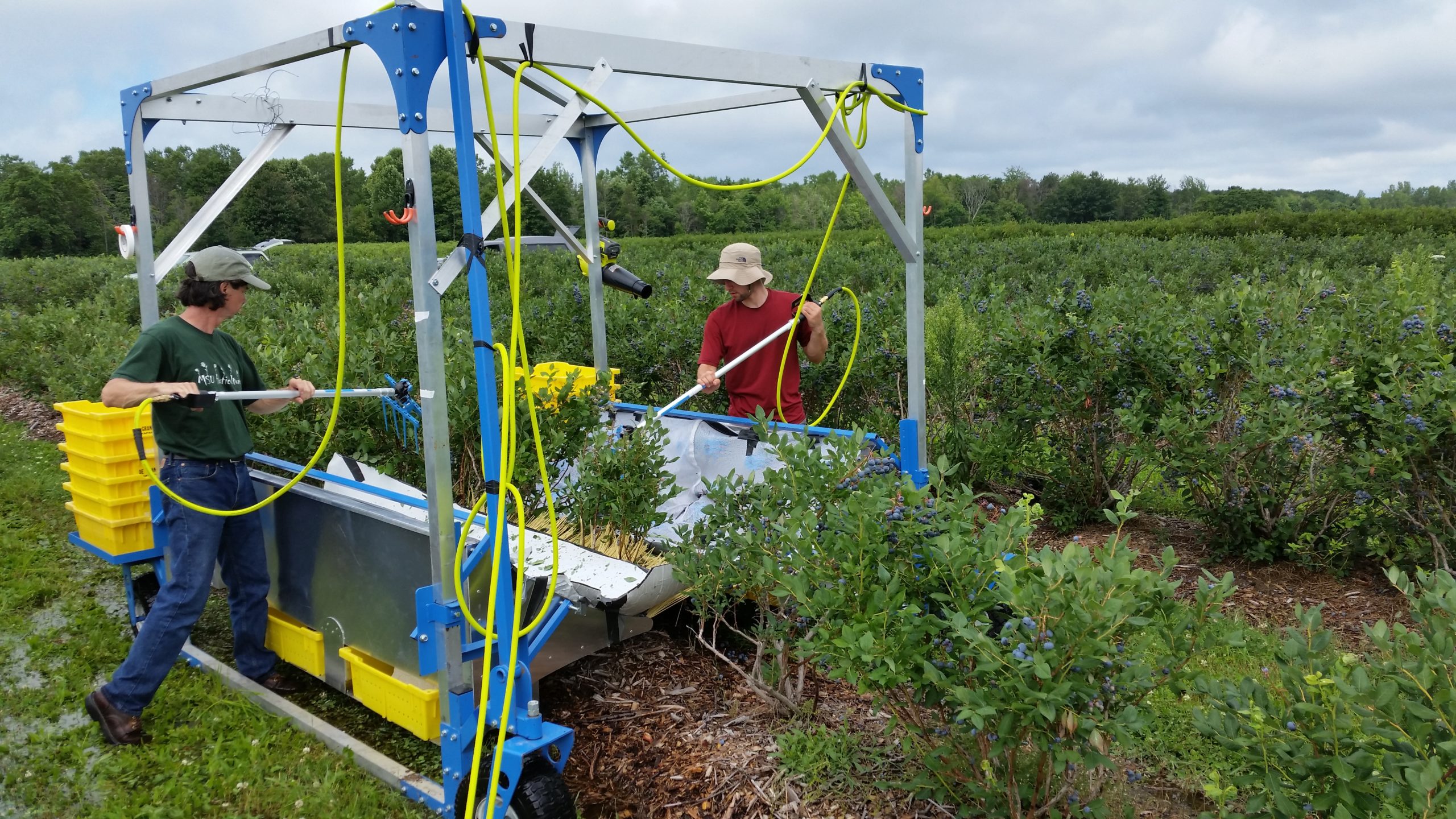 Over the row clearance blueberry harvester