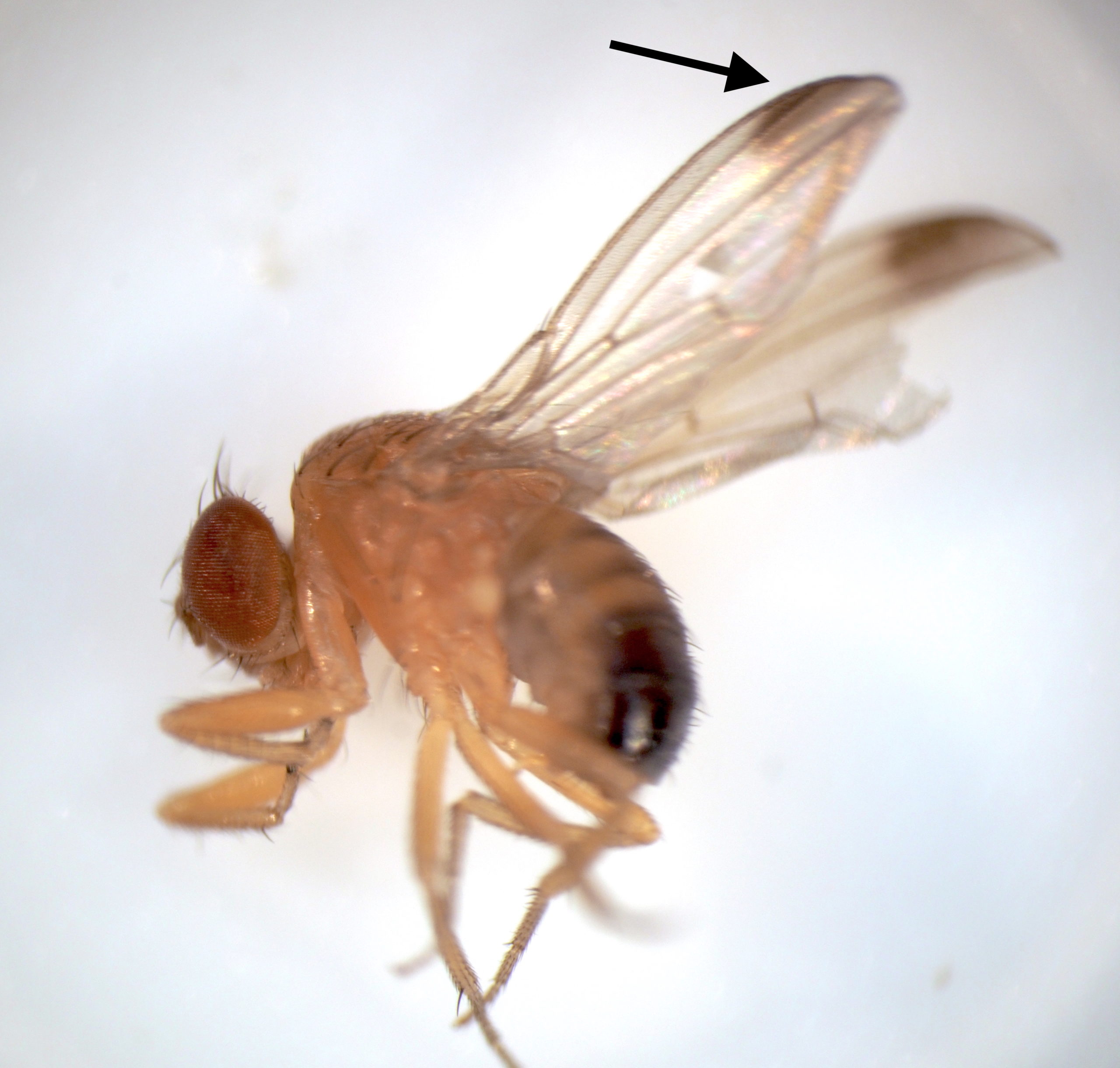 Spotted Wing Drosophila Spells Trouble for Grape Growers Specialty
