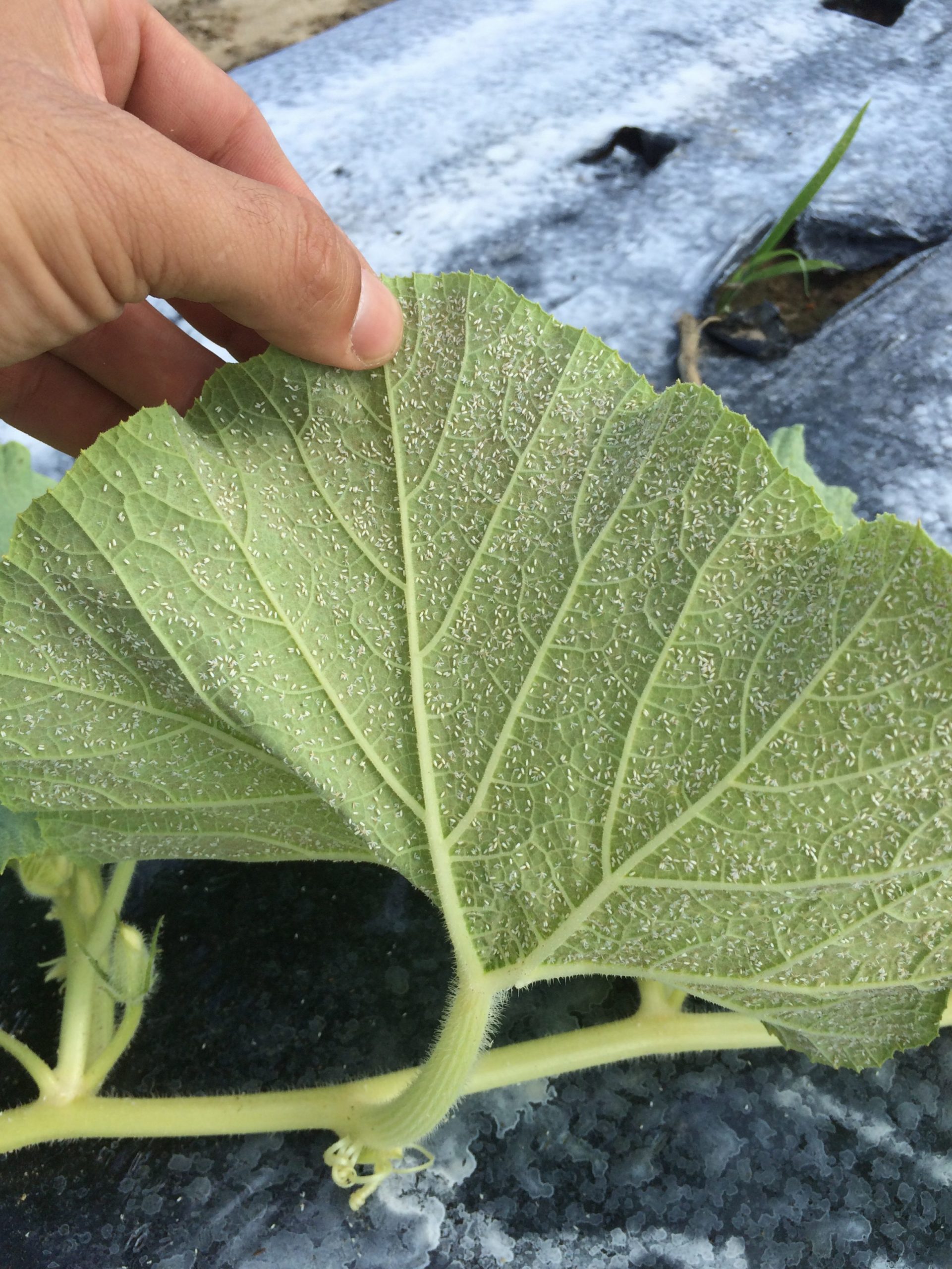 Featured image for “Freeze Effect: Cold Temperatures Helping Decrease Whitefly Populations”