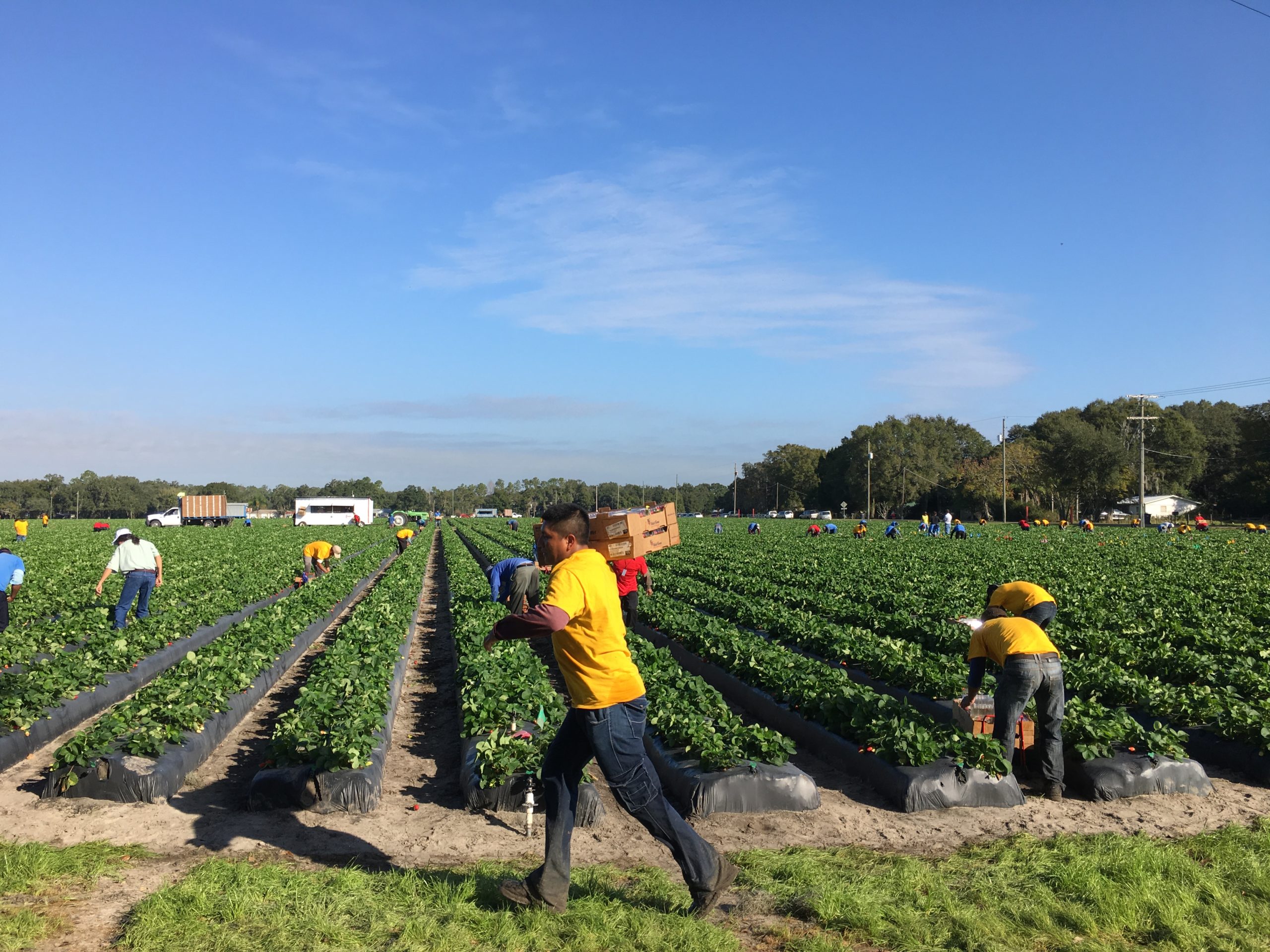 labor-issues-in-the-specialty-crop-industry-specialty-crop-grower