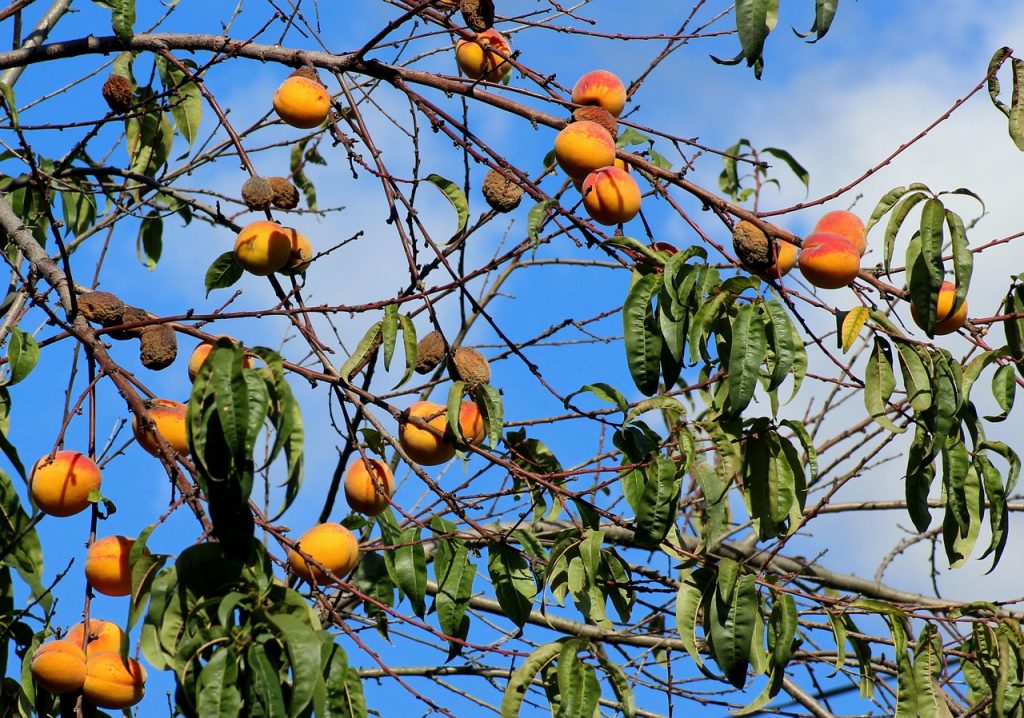 peachtree borers