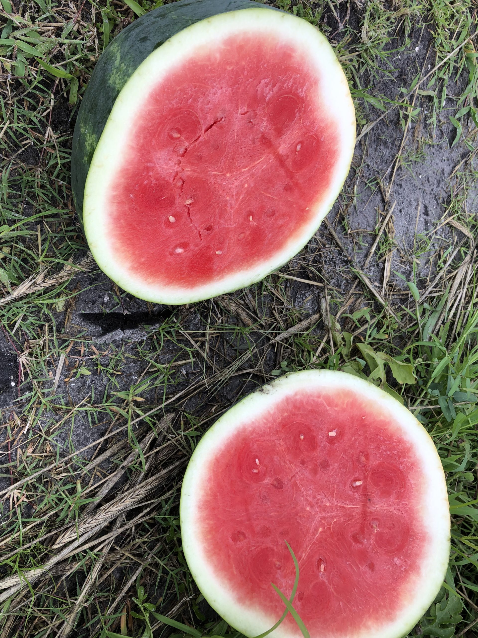 Enza Zaden Field Day Features Watermelons and More - Specialty
