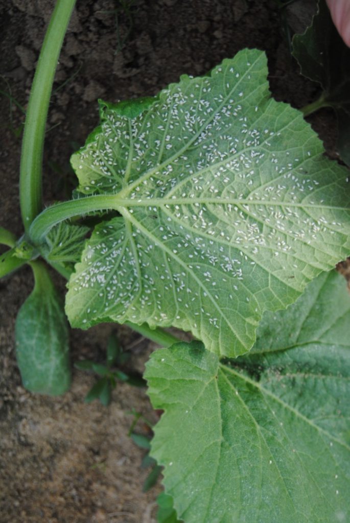 Whitefly Pressure