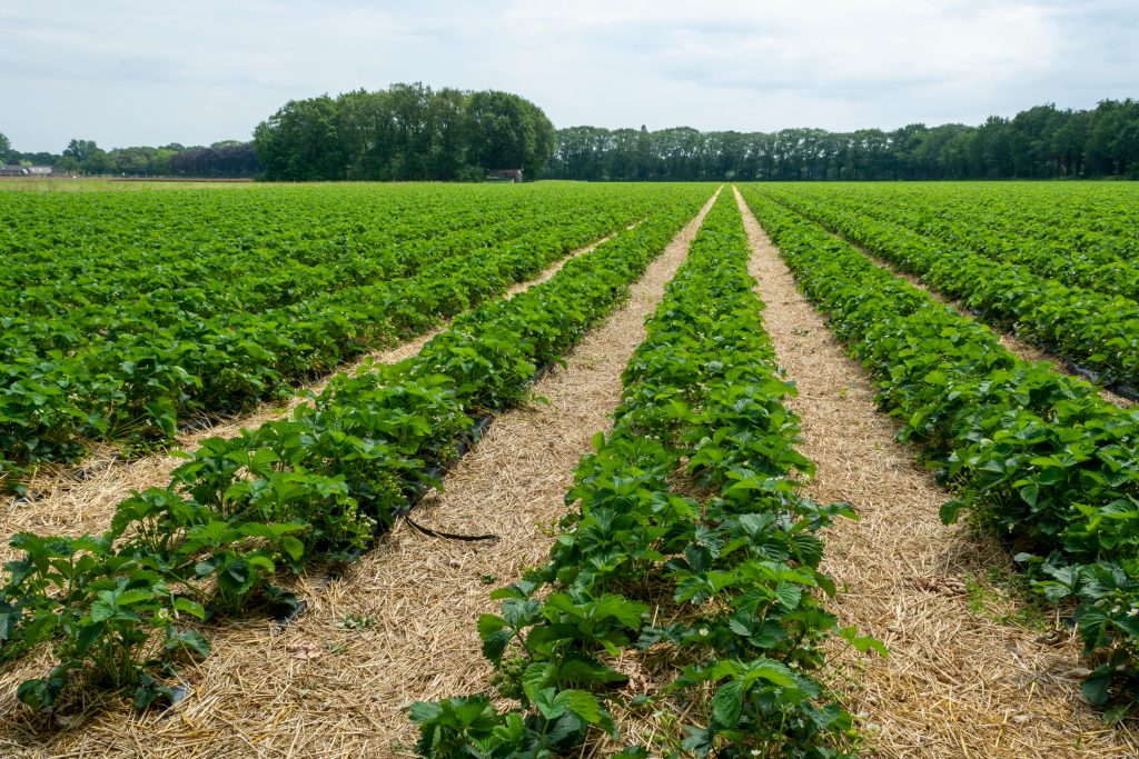 Georgia strawberries