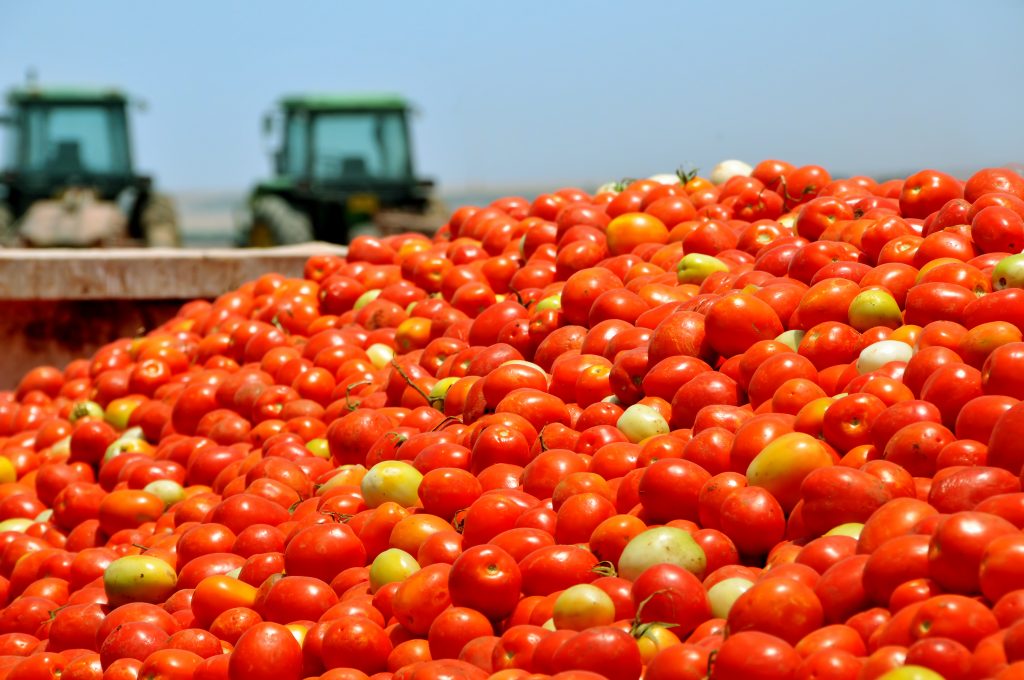 Florida Tomato