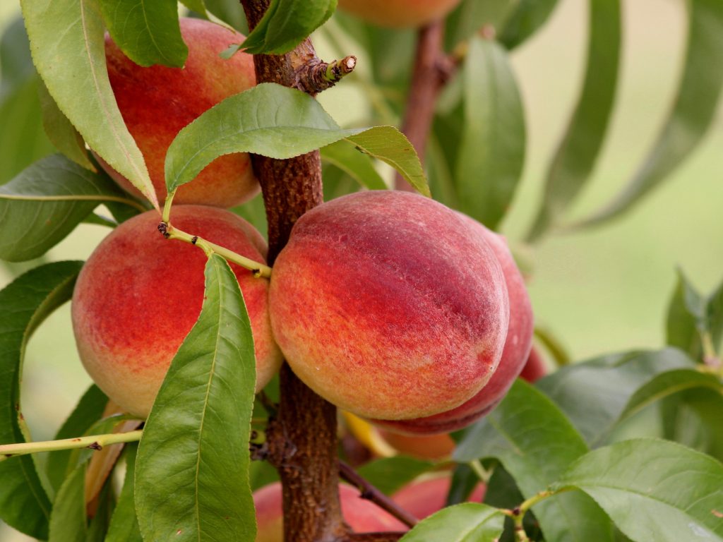 Georgia Peaches