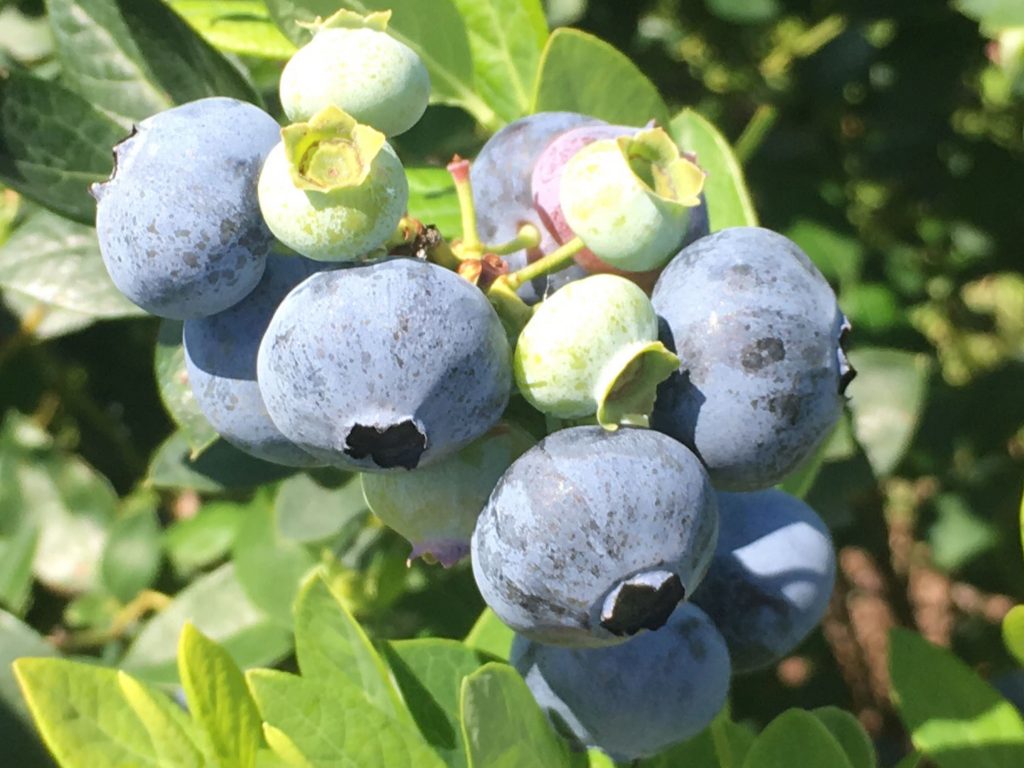 Organic Blueberry Production
