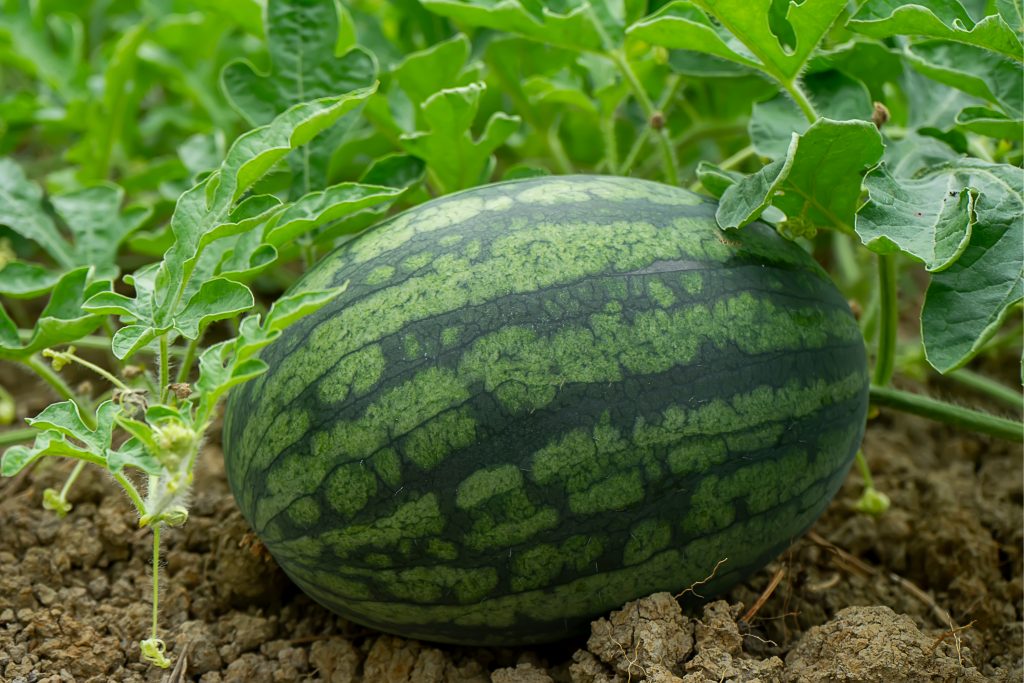 Georgia Watermelons
