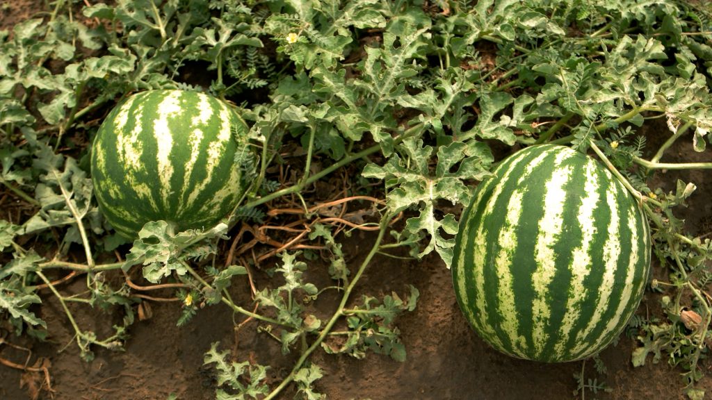 watermelon plants