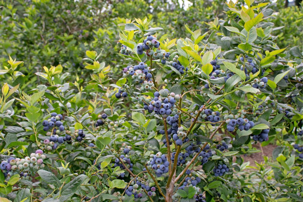 Florida Blueberry