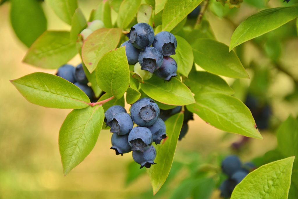 Georgia blueberries