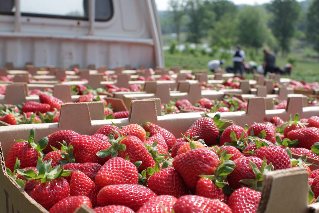 Strawberry Market