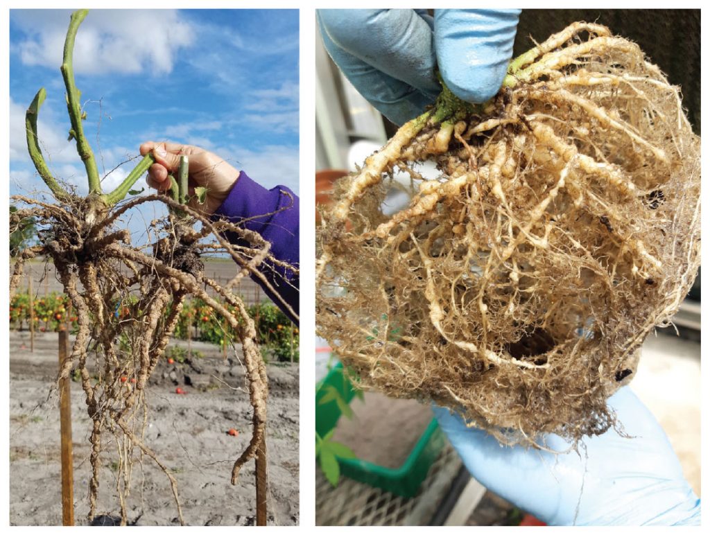 The basics of nematodes – how they can attack plant roots and you can fight  back - Vegetable Growers News