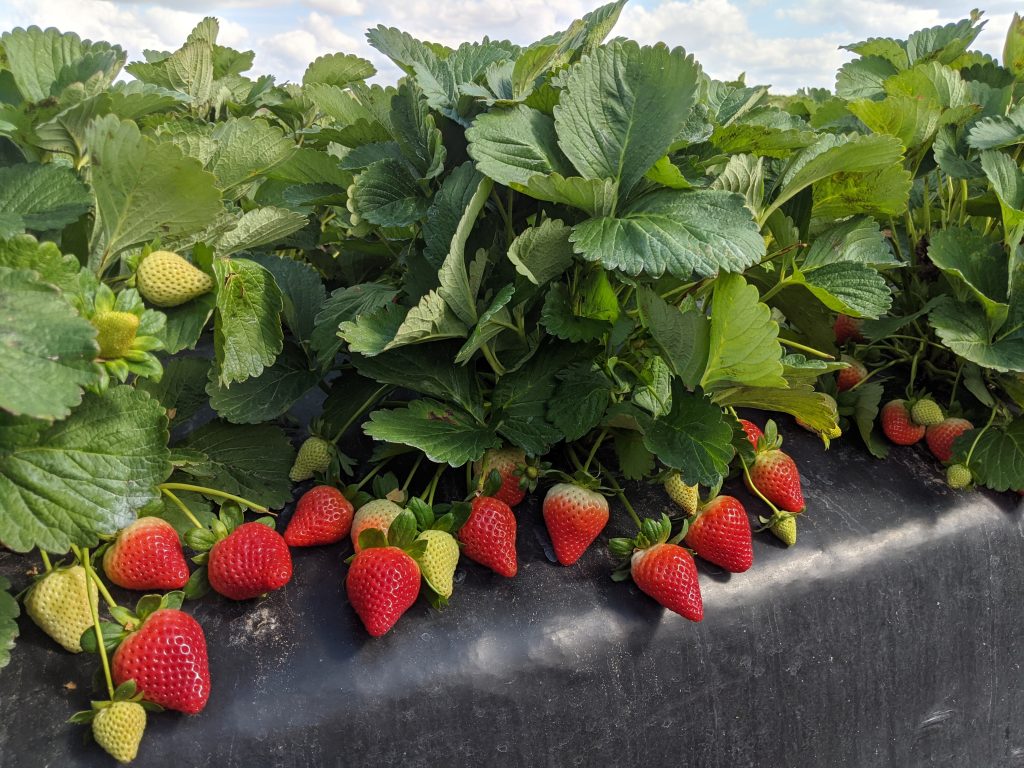 strawberry research