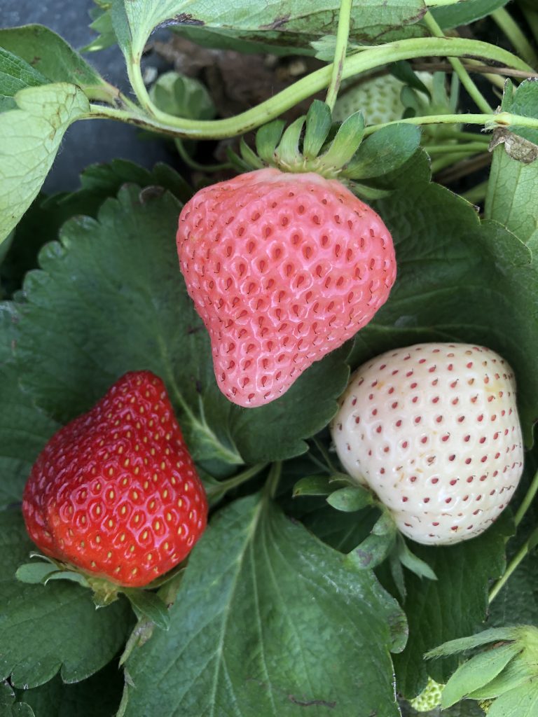 Strawberry breeding