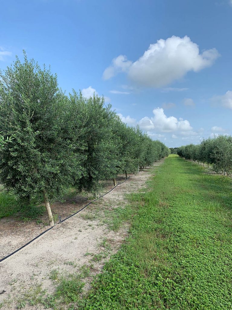 Do Olive Trees Grow in Florida?