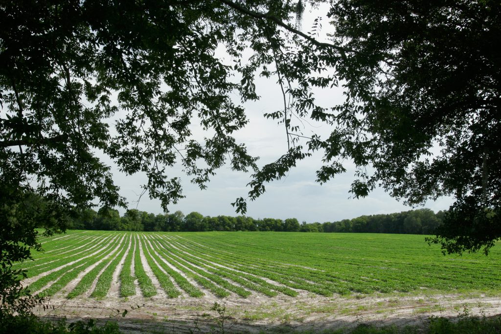 North Florida watermelon acres