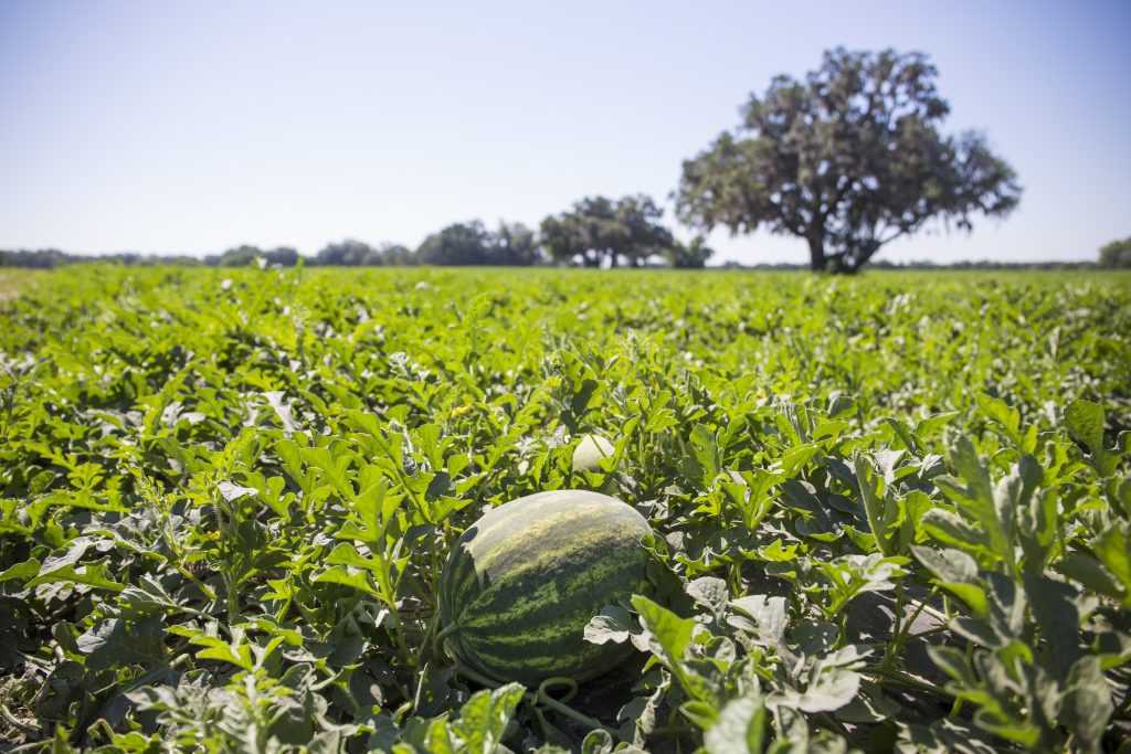 Florida watermelons