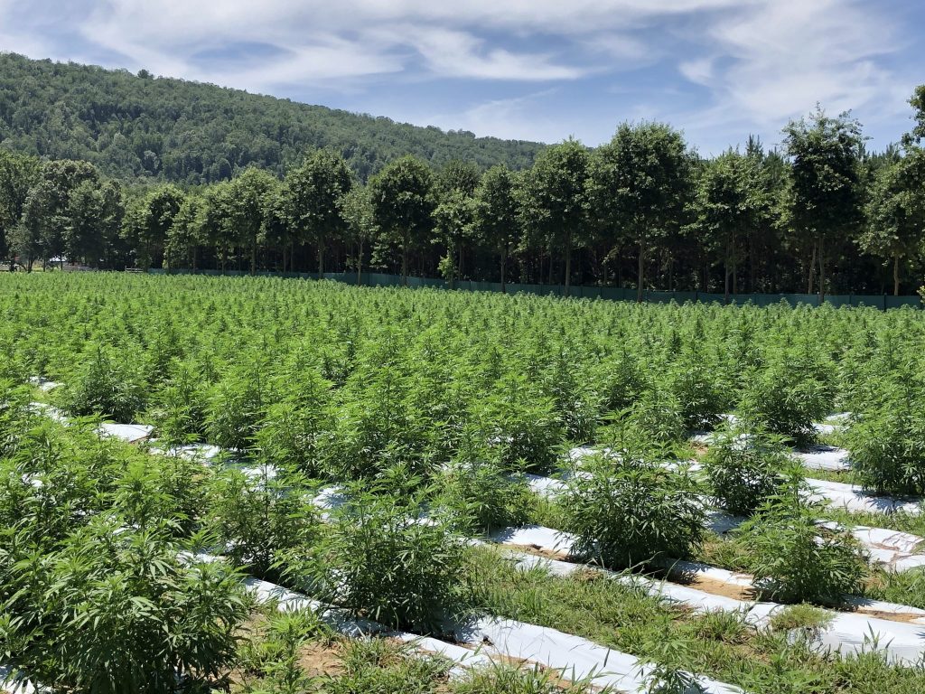 Georgia Hemp