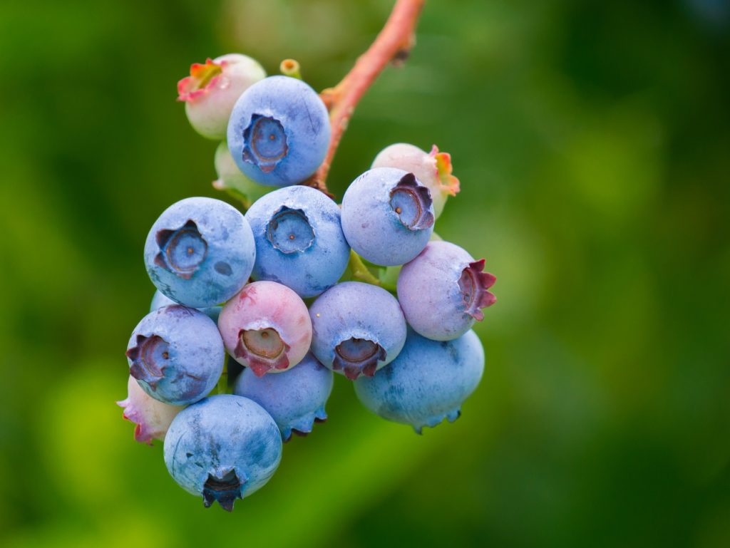 Florida’s Blueberry Growers