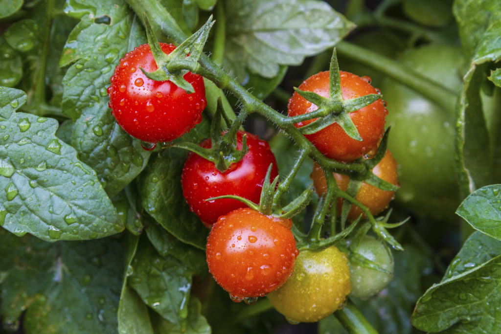 Florida Tomato Conference