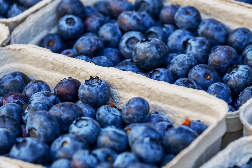 Florida blueberry harvests