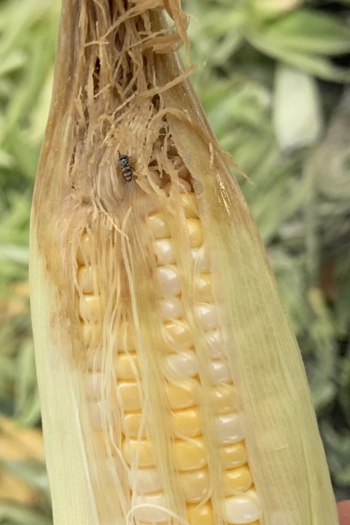 Corn Silk Fly Management