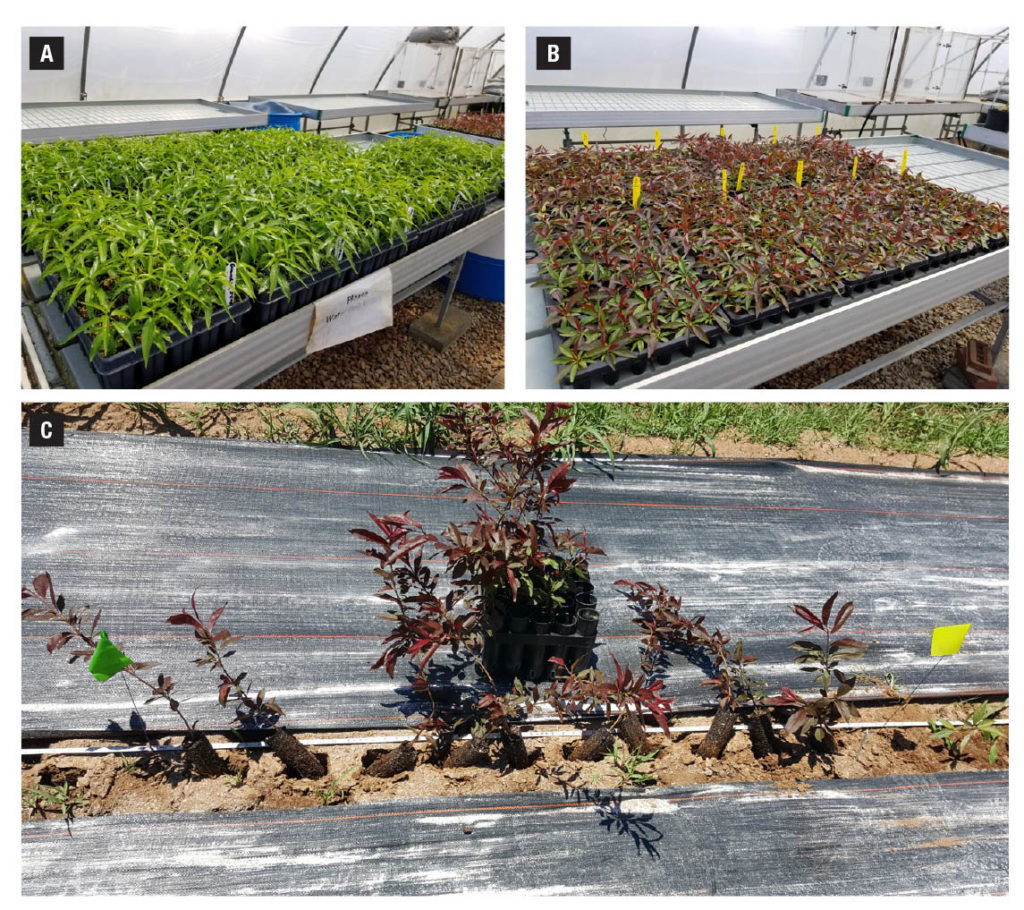 Peach Rootstock Research