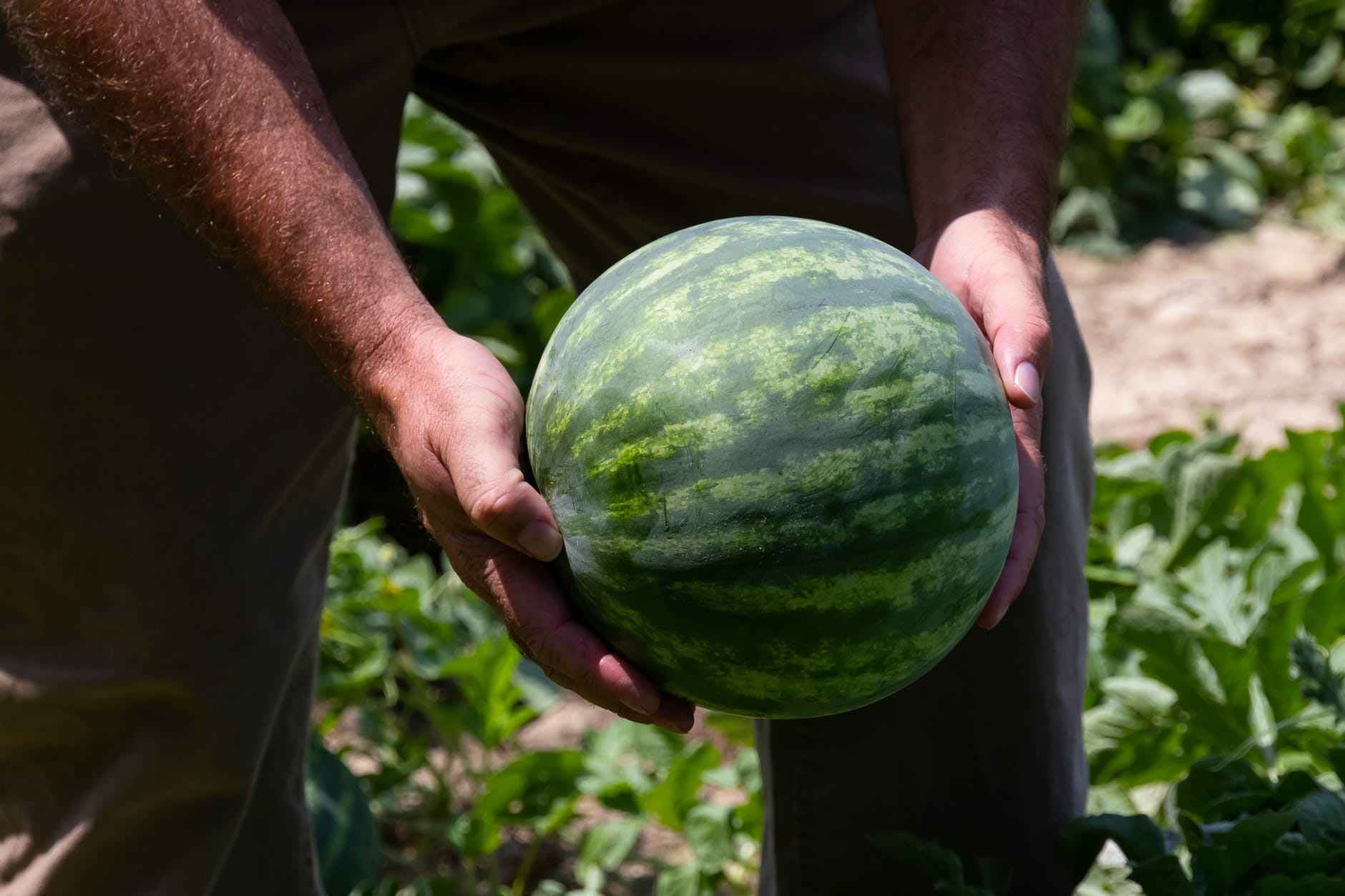 Florida Watermelon