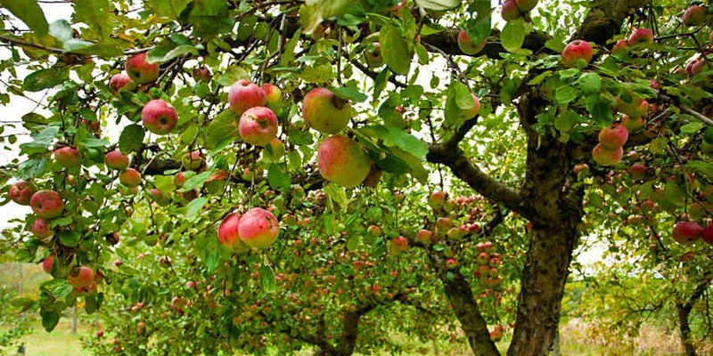 Georgia Apple Growers