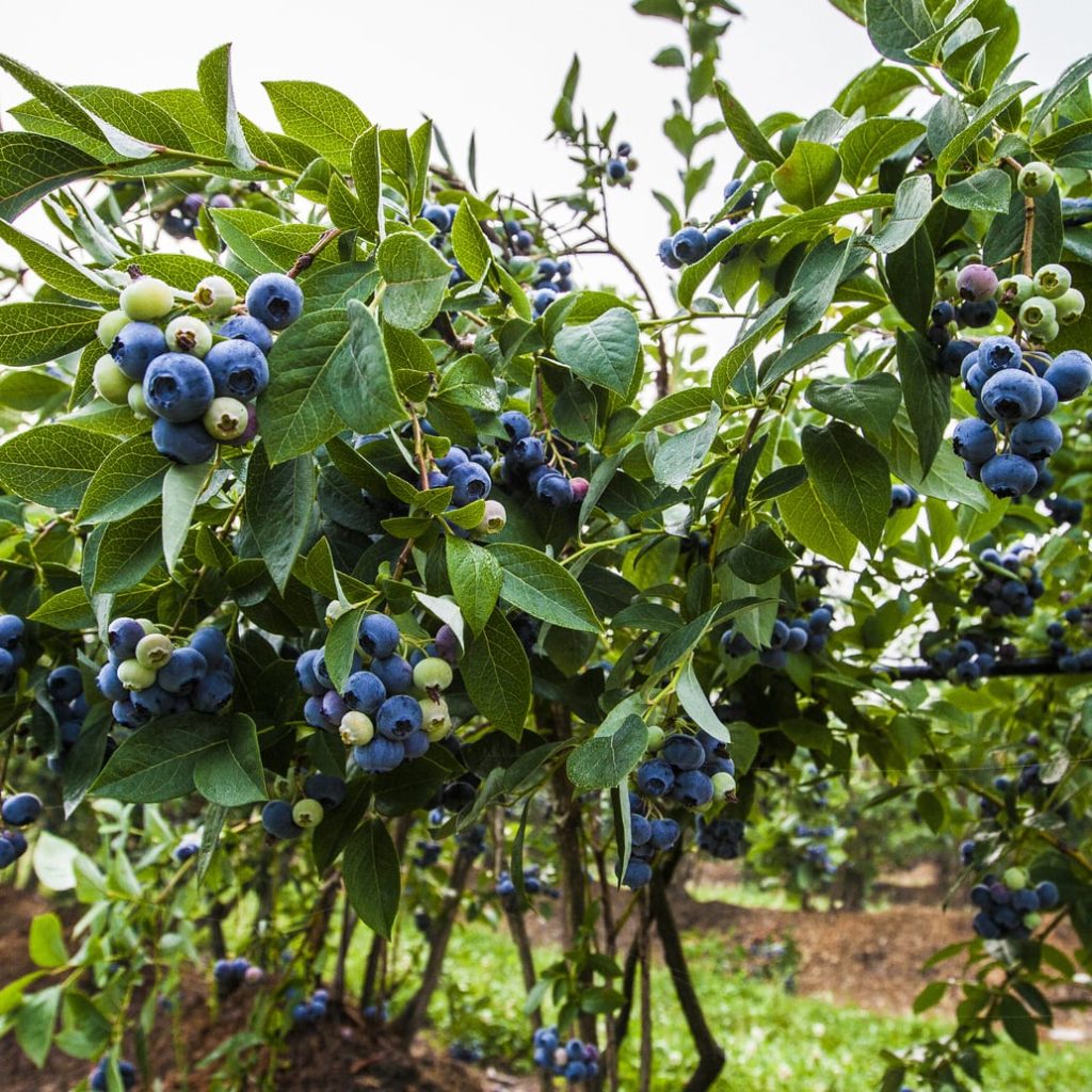 Florida blueberries